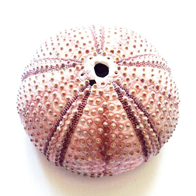 May include: A close-up of a dried sea urchin shell. The shell is a light pink colour with a darker pink pattern. The shell is covered in small, round bumps.