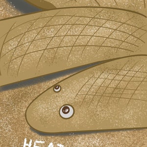 Arabian Sand Boa Poster - Head Empy