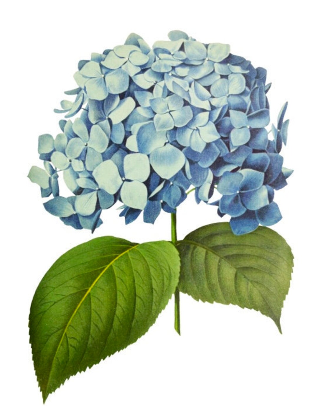 Vintage Watercolor Blue Hydrangea Digital Clipart Printable | Etsy