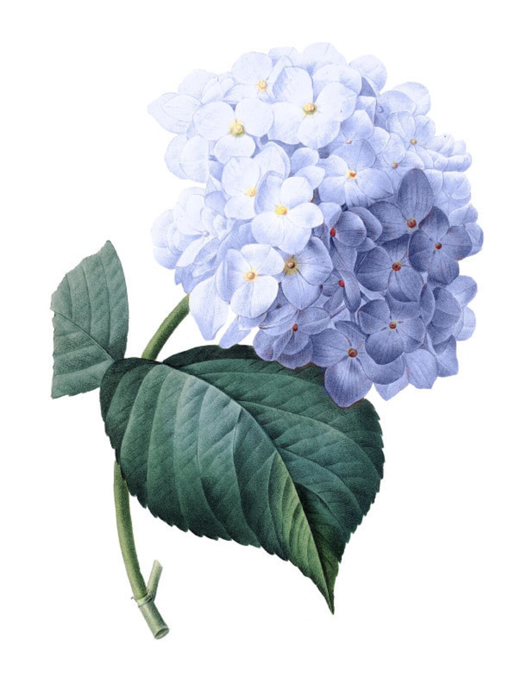 Vintage French Blue Hydrangea Printable Digital Image: - Etsy
