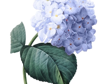 Vintage French Blue Hydrangea Printable Digital Image: Commercial Use - Image No. R63 Instant Download