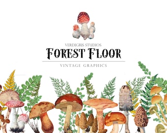 Forest Floor, Vintage watercolor Mushroom and Fern Clip art Graphics: Instant Download