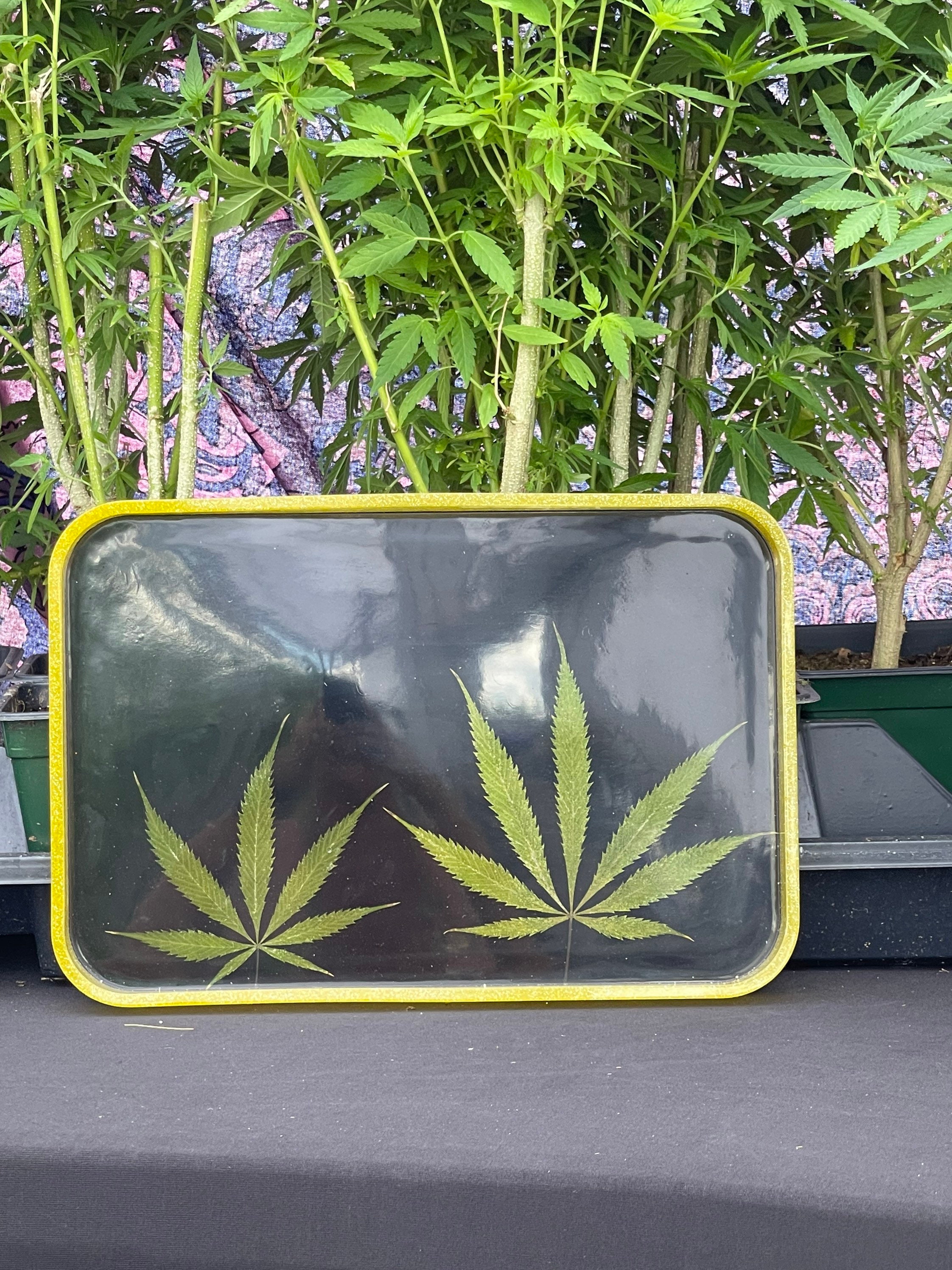 Weed Leaf Rolling Tray – Toke Tray