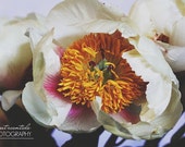 Fotografía de flor peonía flor pétalos primavera blanco crema rosa amarilla 16 x 24 gran decoración de la pared