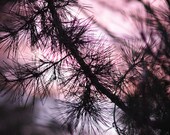 Nature Photograph Branches Dusk Sunset Pine Tree Radiant Orchid Purple Blue Black Gray Grey Winter 20x30 Large Wall Decor Evergreen Art