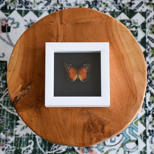 Cethosia Bilbis Framed Butterfly