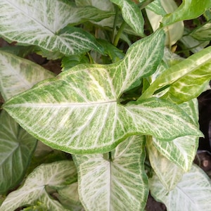 White Butterfly Syngonium – Rooted Cutting, Variegated Arrowhead Plant, Easy Care Indoor Houseplant