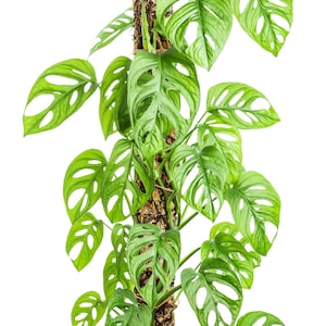 Monstera Adansonii – Rooted Swiss Cheese Plant Cutting, Easy Care Indoor Tropical Plant