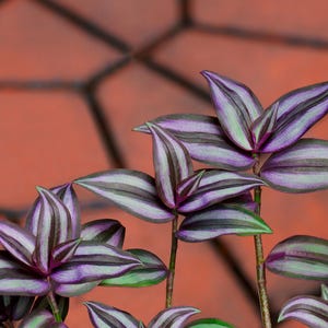Wandering Jew Plant – Rooted Cutting, Trailing Houseplant, Easy Care Indoor Plant