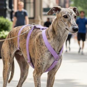 Handmade Lilac Waterproof Dog Harness: Greyhound, Whippet, Italian Greyhound