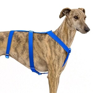 Escape-Proof Dog Harness – Handmade 3-Point Anti-Slip Harness – Electric Blue Color Design – Custom Fit for Nervous or Rescue Dogs