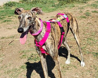 Drievoudig hondentuig fuxia roze en driehoeken voor windhond. Waterdichte stof. Cadeau voor dierenliefhebbers. Verstelbaar voor whippet - HolaGALGO