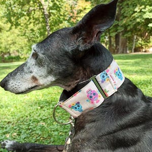 Martingale Dog Collar for greyhound Rustic Skull, Whippet Collar, Sighthound Collar, Italian Greyhound - HolaGALGO