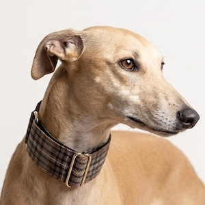 Può includere: Un cane dal pelo corto color fulvo indossa un collare largo e regolabile con un motivo a quadri marroni e neri. Il collare è fissato attorno al collo con finiture in metallo dorato, tra cui un cursore rettangolare e un anello a D.