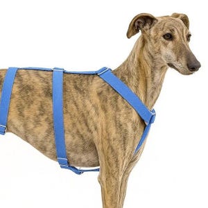 Escape-Proof Dog Harness – Handmade 3-Point Anti-Slip Harness – Bluish Gray Color Design – Custom Fit for Nervous or Rescue Dogs