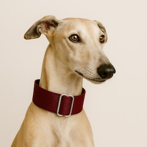 May include: A light-colored greyhound dog wearing a burgundy collar with a silver-colored buckle. The dog has brown eyes and is looking to the right. The background is a solid, light beige color.