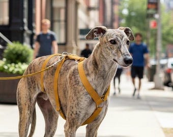 Drievoudig hondentuig geel voor windhond. Handgemaakt met waterdichte stof. Cadeau voor dierenliefhebbers. Verstelbaar voor whippet - HolaGALGO