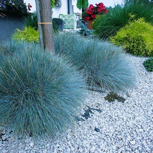 Blauschwingelgras, 0,2 / 50 Samen, Festuca glauca, gentechnikfrei