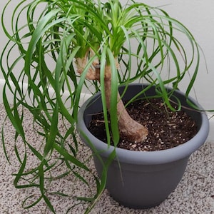 Paardenstaartpalm/Beaucarnea recurvata - 5 zaden - GMO-vrij