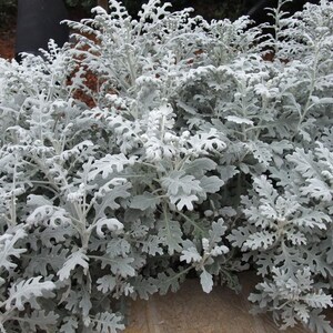 Silverdust/Dusty Miller/Silver Ragwort/Sencio Cineraria – 100 Samen – gentechnikfrei