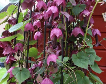 Purple Bell Vine/Rhodociton Atrosanguineus - 6 Seeds - GMO free