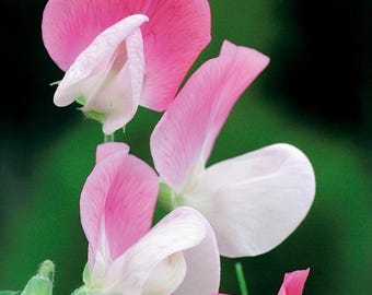 Cupido rosado enano de guisante dulce fragante, 1 g / 10 semillas, Lathyrus Odoratus, sin OGM