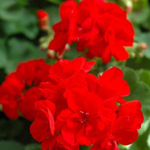 Puede incluir: Primer plano de un grupo de flores de geranio rojo brillante en flor. Las flores están dispuestas en un grupo denso, con los pétalos superpuestos y creando una masa roja vibrante.