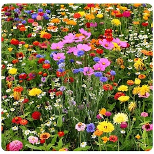 Mix van EXPRESS MEADOW-bloemen - 150 zaden - GMO-vrij