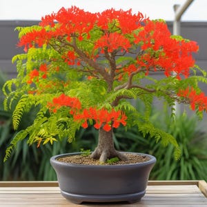 Flamboyant Flame Tree/Delonix Regia/Royal Ponciana - 5 Seeds - GMO free