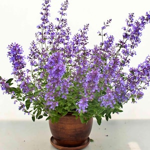 Katzenminze, 100 Samen, Nepeta cataria, gentechnikfrei