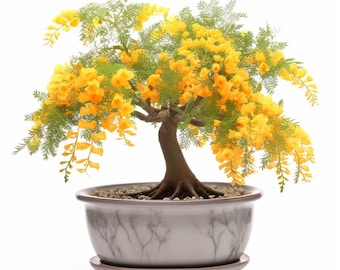 styrax bonsai Japanese Snowbell Bonsai Tree  Bella Bonsai Nursery