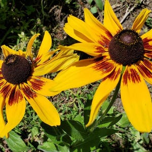 Rudbeckia hirta/Black-Eyed Susan Flower - 200 Seeds - Non GMO