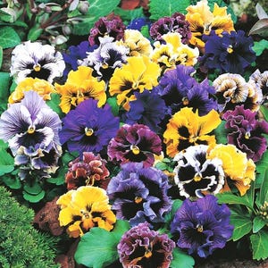 Op de afbeelding: Een close-up van een verscheidenheid aan kleurrijke viooltjes met paarse, gele, witte en bruine bloemblaadjes. De viooltjes staan ​​in volle bloei en hebben een delicate, gekrulde uitstraling.