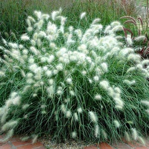 Pennisetum Villosum/Federgras/Brunnengras – 12 Samen – gentechnikfrei