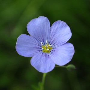 Perennial Flax/Blue Flax Flowers/Linum Perenne - 100 Seeds - GMO free