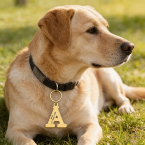 May include: A golden Labrador Retriever wearing a black collar with a gold-coloured dog tag. The tag is shaped like the letter "A" and has the text "AKA 012-345-6789" engraved on it. The dog is lying on green grass.