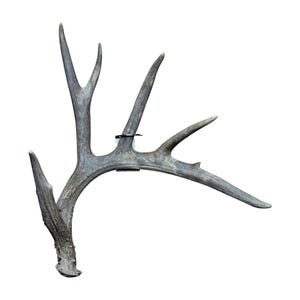 May include: A single, light brown antler with a few points. The antler is mounted on a white background.