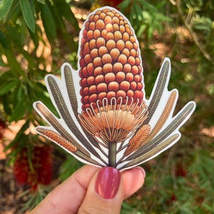 Australian Banksia Flower Sticker – Native Flora Design, Vibrant Botanical Décor for Laptops & Journals