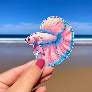Betta Fish Sticker, fighting fish sticker, fish sticker, aquarium sticker, laptop sticker, drink bottle sticker
