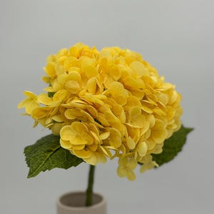 以下が含まれることがあります： 鮮やかな黄色の紫陽花の咲き誇る花、緑の葉、ベージュの花瓶。 花びらは密に集まって丸い形を作っています。 茎は緑色で、葉は濃い緑色です。 花瓶は円筒形です。