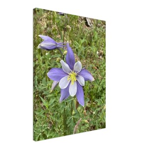 Colorado Columbine Canvas Print - Stunning Floral Art for Nature Lovers