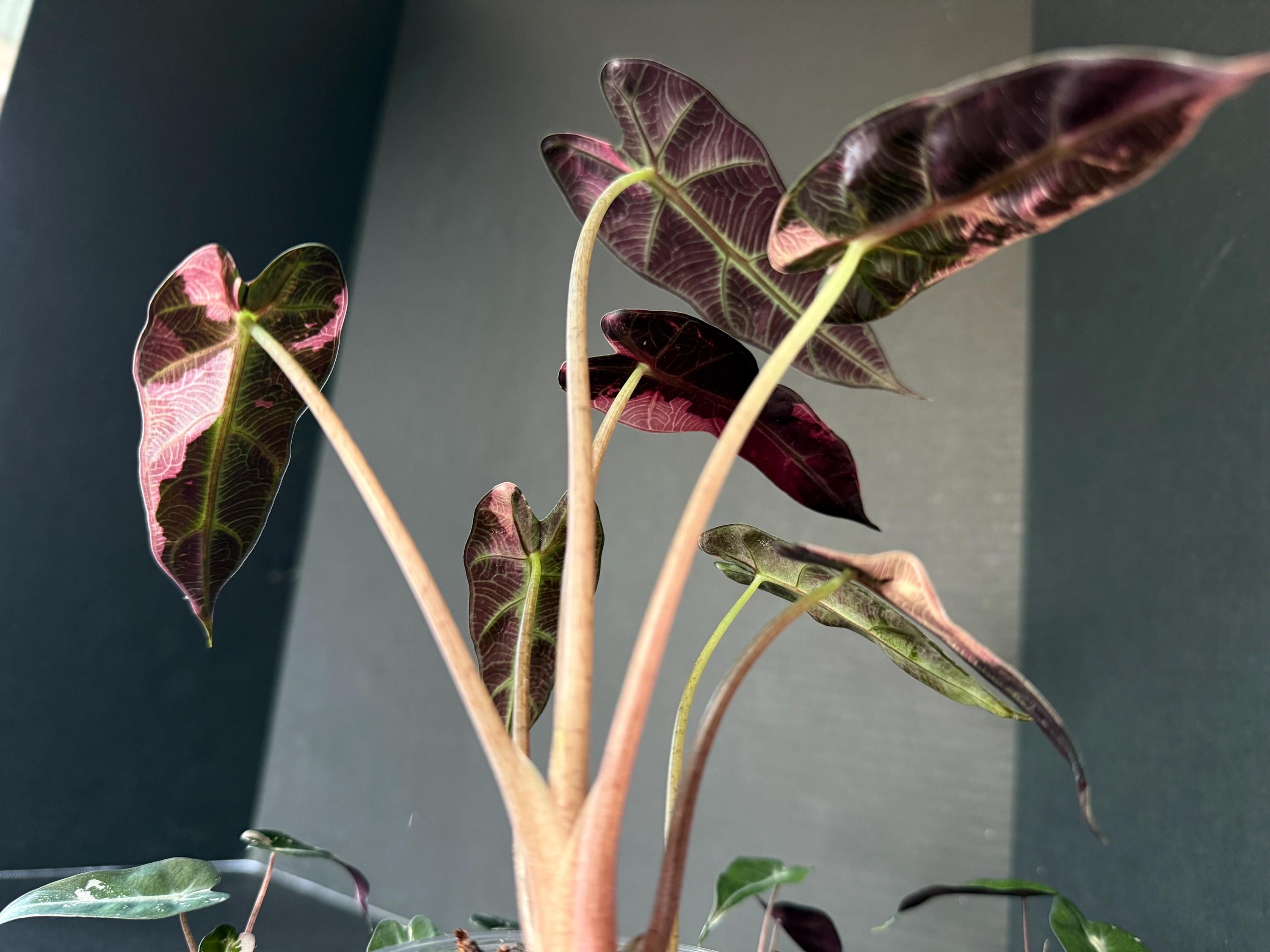 ¡Plantas vivas y bulbos de Alocasia Pink Bambino abigarrados!