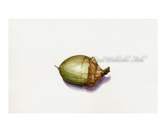 1 Little acorn wall art, watercolor 5x7  giclee print