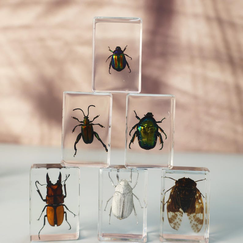 Block For Insects Various Real Insect Specimens Made of Transparent Resin, for Entomology ...