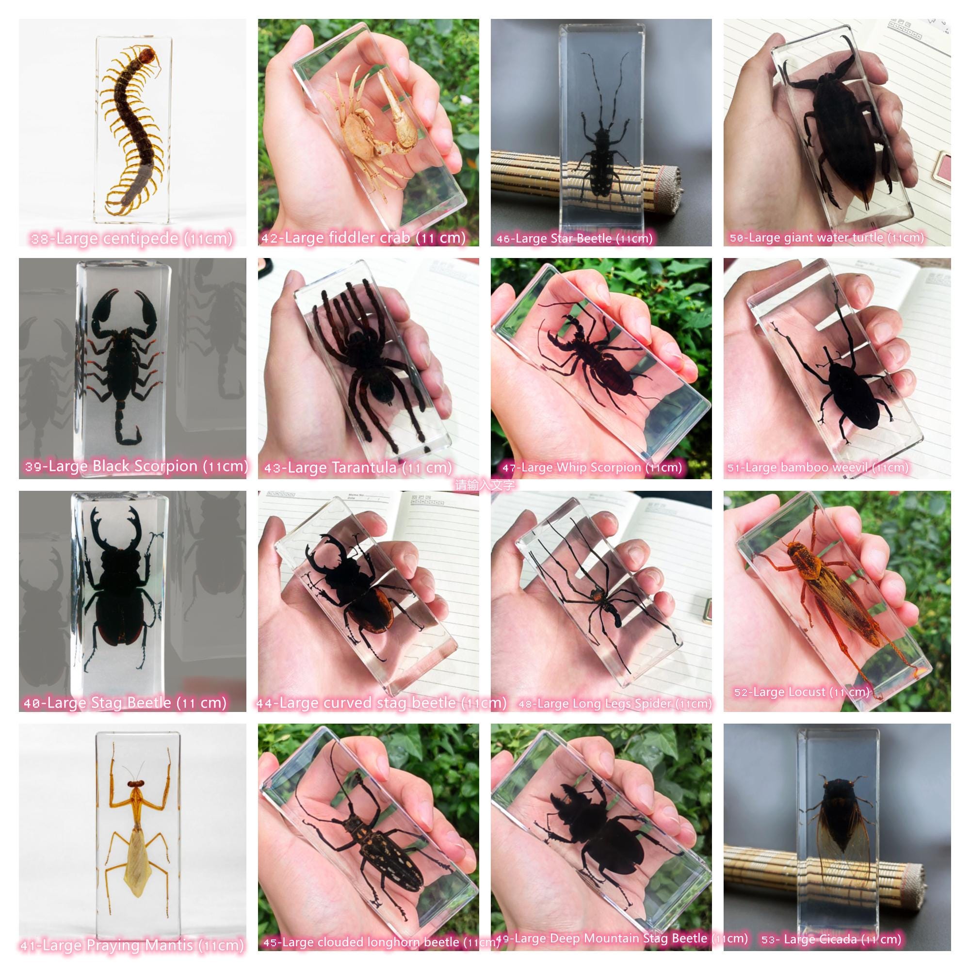 Real Insect Specimens Made of Transparent Resin, Insect Teaching ...