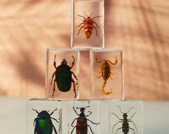 Verschiedene echte Insektenproben aus transparentem Harz, für den Entomologieunterricht, Insektenliebhaber, das Lernen von Kindern, Geschenke, 20 Optionen