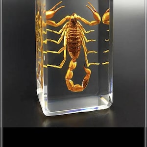 Real insect specimens made of transparent resin for entomology teaching, bug specimens beetle lovers shouc, children learning student gifts