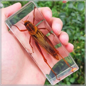 Real insect specimens made of transparent resin, insect teaching, insect specimen beetle enthusiasts collection, student learning gifts