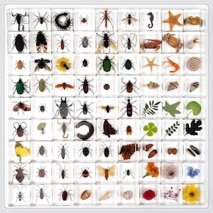 Real insect specimens made of transparent resin for entomology teaching, bug specimens beetle lovers shouc, children learning student gifts