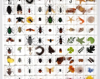 Ejemplares de insectos reales hechos de resina transparente para la enseñanza de entomología, especímenes de insectos para los amantes de los escarabajos, regalos para estudiantes que aprenden para niños.